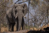 Seba - Elephant in Camp2